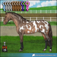 Horse Color:Brown Dun Appaloosa Brindle 