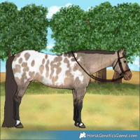 Horse Color:Brown Dun Appaloosa Brindle 