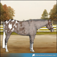 Horse Color:Liver Red Dun Mushroom Appaloosa Brindle 