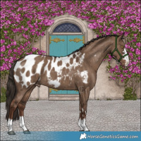 Horse Color:Liver Red Dun Appaloosa Brindle 