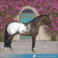 Horse Color:Brown Dun Appaloosa Brindle 