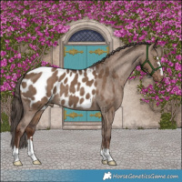 Horse Color:Liver Red Dun Appaloosa Brindle 
