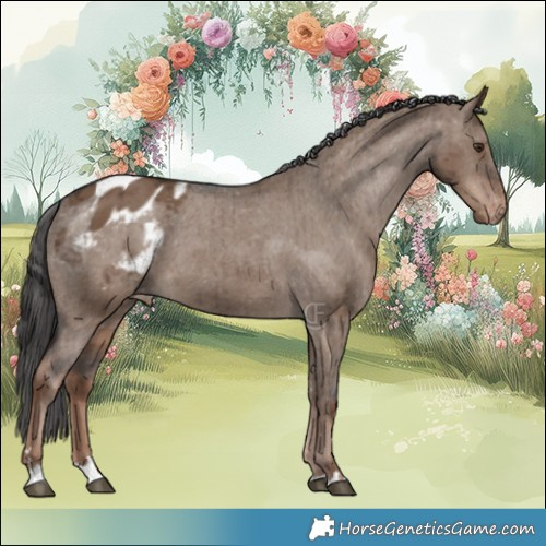 Horse Color:Liver Red Dun Appaloosa Brindle 