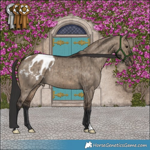 Horse Color:Brown Dun Appaloosa Brindle 