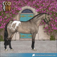 Horse Color:Brown Dun Appaloosa Brindle
