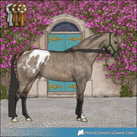 Horse Color:Brown Dun Blanket Brindle 