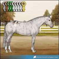 Horse Color:Liver Red Dun Mushroom Appaloosa Brindle