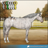 Horse Color:Liver Red Dun Mushroom Appaloosa Brindle 