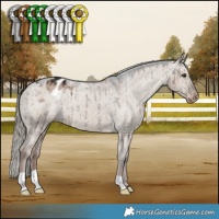 Horse Color:Liver Red Dun Mushroom Appaloosa Brindle 
