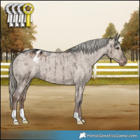 Horse Color:Liver Red Dun Mushroom Appaloosa Brindle 