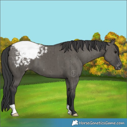 Horse Color:Grullo Appaloosa Brindle 