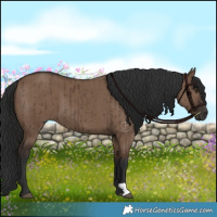 Horse Color:Liver Red Dun Brindle 