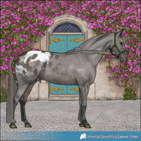 Horse Color:Smoky Grullo Appaloosa Brindle 