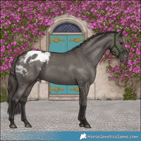 Horse Color:Smoky Grullo Appaloosa Brindle