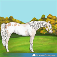 Horse Color:Silver Sable Champagne Frame Appaloosa Rabicano 