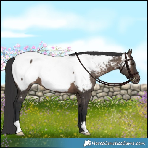 Horse Color:Brown Dun Appaloosa Brindle 