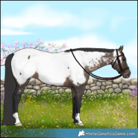 Horse Color:Brown Dun Appaloosa Brindle