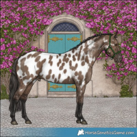 Horse Color:Liver Red Dun Appaloosa Brindle 