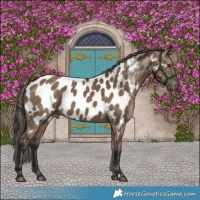 Horse Color:Liver Red Dun Appaloosa Brindle