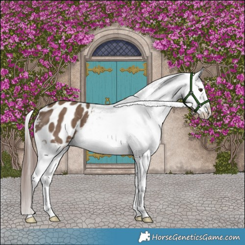 Horse Color:Liver Red Dun Appaloosa Brindle 