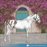 Horse Color:Liver Red Dun Appaloosa Brindle