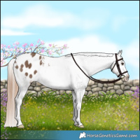 Horse Color:Liver Red Dun Appaloosa Brindle