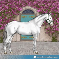 Horse Color:Liver Red Dun Appaloosa Brindle