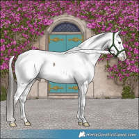 Horse Color:Liver Red Dun Appaloosa Brindle