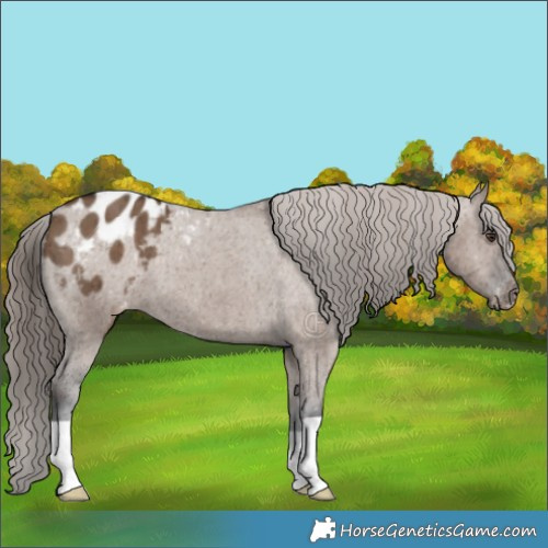 Horse Color:Liver Red Dun Appaloosa Brindle 