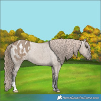 Horse Color:Liver Red Dun Appaloosa Brindle 