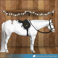 Horse Color:Liver Red Dun Appaloosa Brindle 