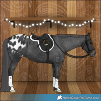 Horse Color:Black Appaloosa 