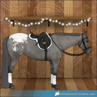 Horse Color:Grullo Varnish Brindle 