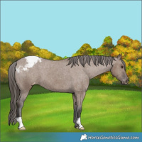 Horse Color:Liver Red Dun Appaloosa Brindle 