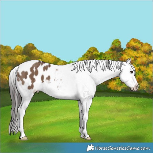 Horse Color:Liver Red Dun Appaloosa Brindle 