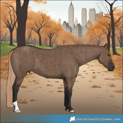 Horse Color:Liver Red Dun Brindle 