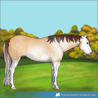 Horse Color:Gray Chocolate Buckskin Dun Splash Rabicano 
