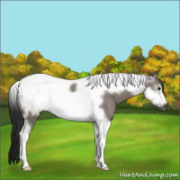 Horse Color:Gray Smoky Grullo Tobiano Frame Rabicano 