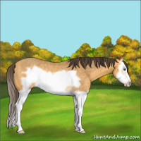 Horse Color:Amber Cream Champagne Splash Frame Rabicano 