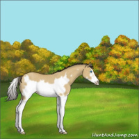 Horse Color:Buckskin Dun Splash Frame Rabicano 