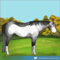 Horse Color:Gray Smoky Black Frame 
