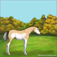 Horse Color:Gray Buckskin Dun Splash Frame Rabicano 