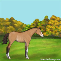 Horse Color:Buckskin Dun Sabino Rabicano 
