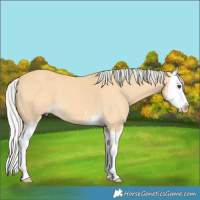 Horse Color:Silver Buckskin Splash