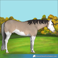 Horse Color:Brown Dun Splash