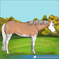 Horse Color:Silver Bay Dun Splash 
