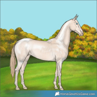 Horse Color:Perlino Rabicano 