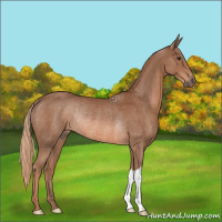 Horse Color:Chestnut Rabicano
