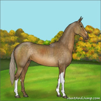 Horse Color:Chocolate Palomino 