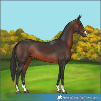 Horse Color:Brown 
